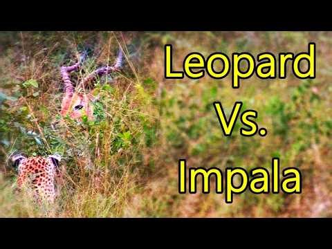 Leopard Vs Impala - Full Sighting