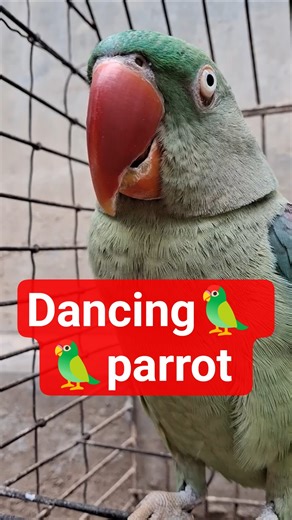 dancing parrot🦜😛🤪 #shorts #trending #talkingparot #viral #newreels