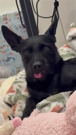 The Predator and Archie