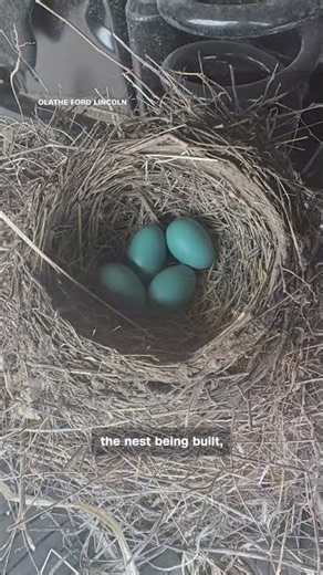 Truck sale delayed by surprise bird nest