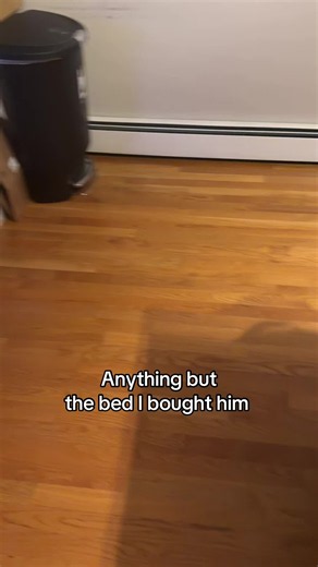 Why My Black Cat Ignores the Bed I Bought Him