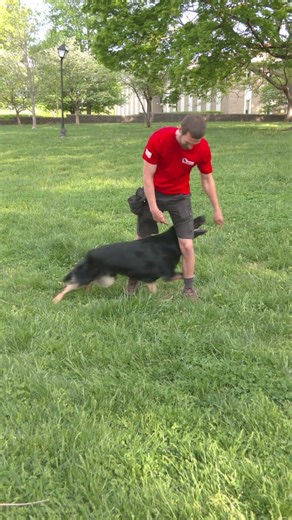 Amazing Young Trick Superstar "Franco" 19 Mo's Home Raised Prof/Trained Family Personal Protection