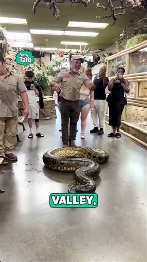 I wasn't prepared for how giant this snake is 🤯🐍 #anaconda #snakes #fascinating