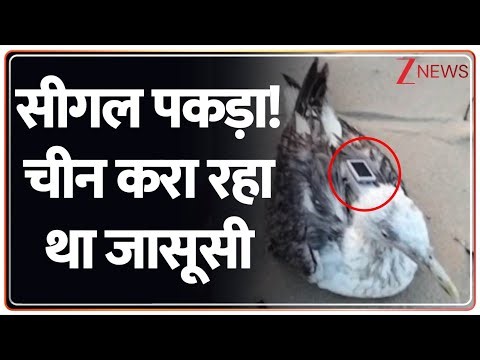 China Spying Bird: सीगल पकड़ा! चीन करा रहा था जासूसी? I China Spying Bird I ZEE News