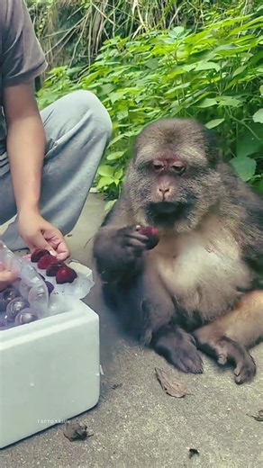 This Hungry Monkey Was Too Shy to Ask for Food 🐒💔 #shorts
