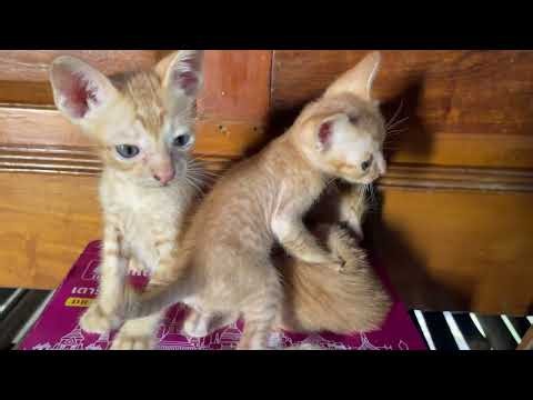 Cute Kittens Play Fighting and Biting Each Other! So Funny and Adorable!