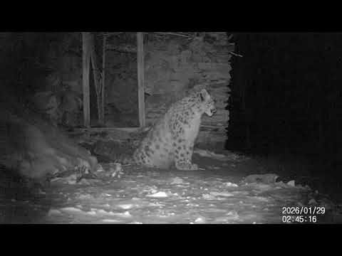 Snow Leopards in Gilgit-Baltistan: A Story of Conflict and Co-existence