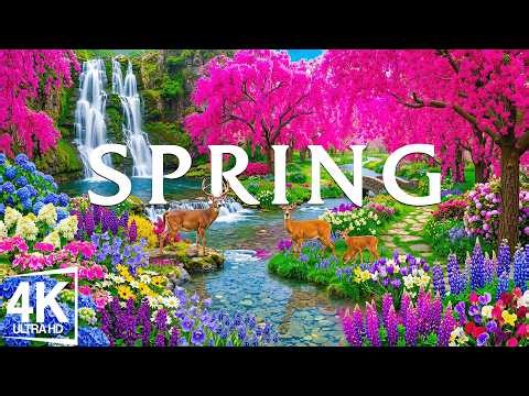 Peak Flower Bloom 2026 4K 🌸 Witness the Most Vibrant Explosion of Spring Colors in Early April
