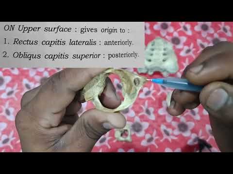 Explanation of ATLAS C¹ , VERTABRA AND AXIS C² VERTEBREA & ITS ATTACHMENTS .