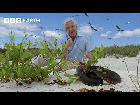 Snakes vs Gulls with David Attenborough | BBC Earth Science