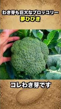 収穫しても終わらない！巨大わき芽が次々とれるブロッコリー