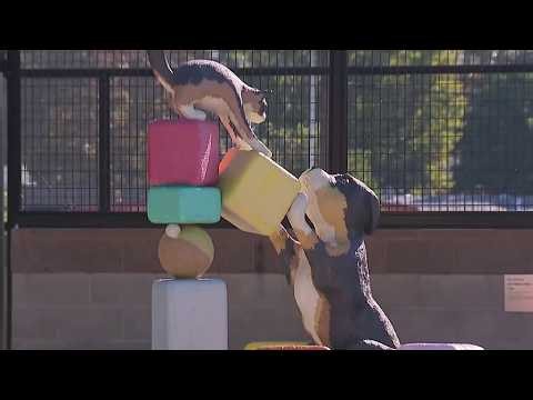 New animal shelter opens in Santee following Bonita shelter closure | NBC 7 San Diego