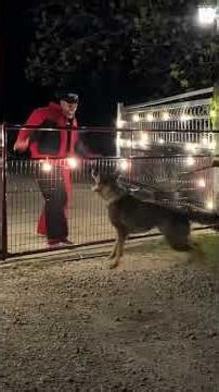 German Shepherd Family and Personal Protection Dog in action! Must see!