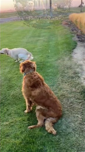 When The Sudden Dog Zoomies Hit And They Just Can’t Stop! 😭🐶🏃‍♂️💨 #shorts #music #funny #pets #fyp