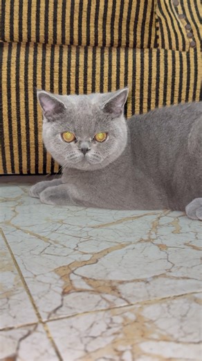 My Cat Yellow Eyes 😳🐱 | Angry Stare Then ATTACK!