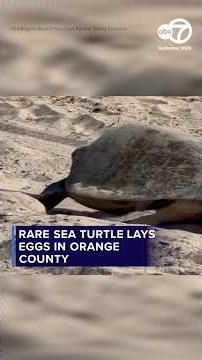 Rare sea turtle lays eggs in OC in 1st documented West Coast nesting