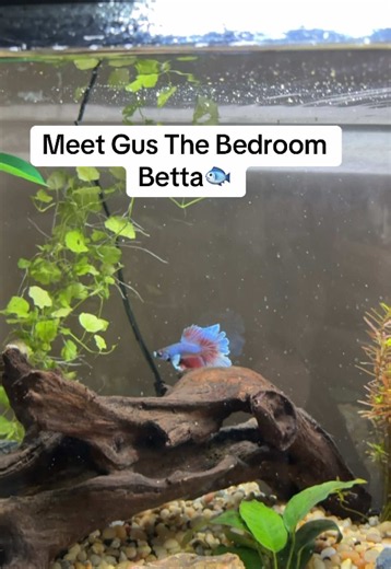Meet Gus: The Adorable Bedroom Betta Fish 🐟