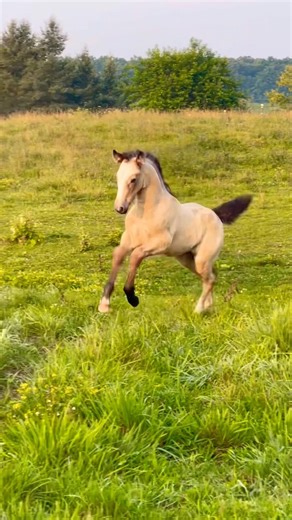 Watch this filly completely change colors! #buckskin