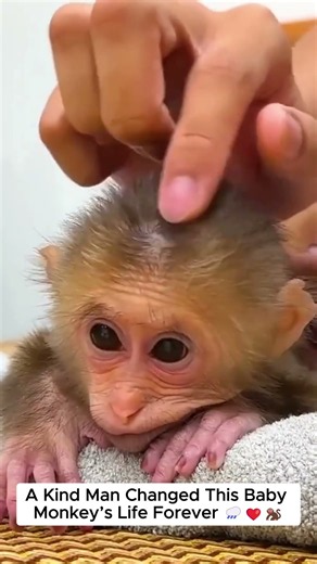 #MonkeyRescue #BabyMonkey #AnimalRescue #RescueStory #KindnessMatters #AnimalLove #HopeAndLove