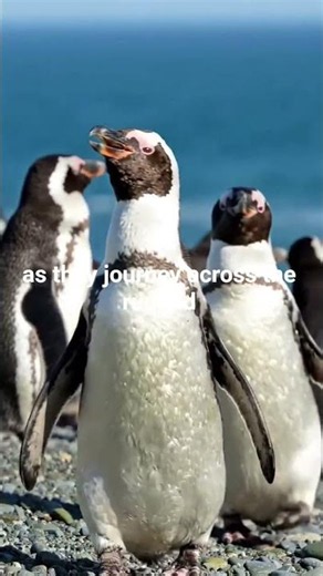 Magellanic Penguin | The Migrating Penguin of Patagonia | Wildlife Documentary ‪@BirdWorldDaily‬