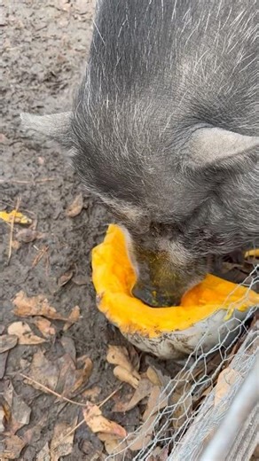 Pig vs Pumpkin: FULL ALIENATION 🐷