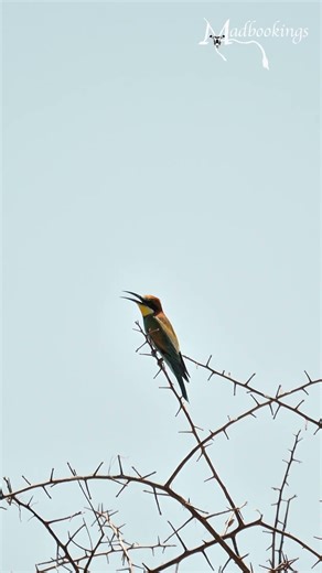 European bee eater in Etosha National Park, Namibia.
