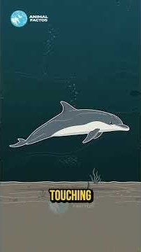 Bottlenose dolphin: The mammal that sleeps with half its brain