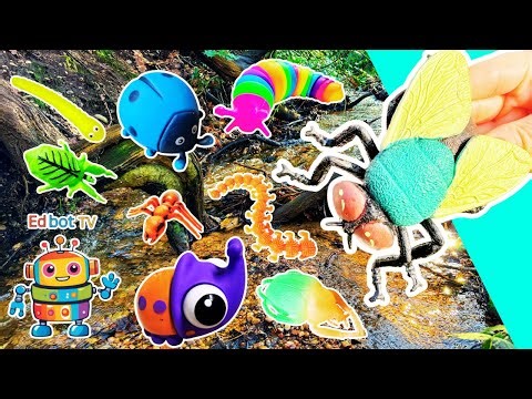 Kids Learn | Bug Insect Names & Facts by the Branch: Earthworm Fly Ladybug Slug Ant Rhino Beetle