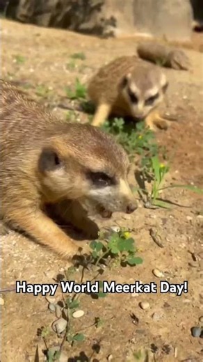 Happy World Meerkat Day!