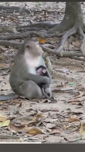 A newborn pigtail Monkey takes a fall off a tree. #macaques #babymonkey #snowmonkey