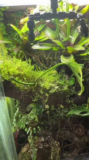 What would you rate this build? #franks_exotics #fypシ゚vira #dartfrogs #vivarium #bioactive