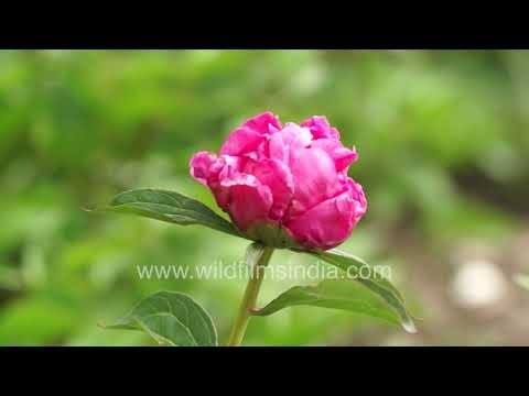 Timelapse of Rain Lily, Iris and Peony flowers blooming