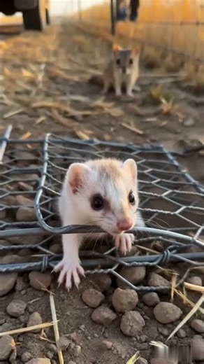 North Dakota Weasel Rescue video #weasel #rescue #animalrescue #wildliferescue #humanity #animals