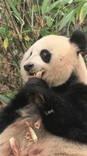 # Come here and suck the panda # # the national treasure #