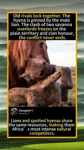 Male Lion Grabs Hyena, Epic Savanna Rivalry#LionHyenaFight #MaleLion