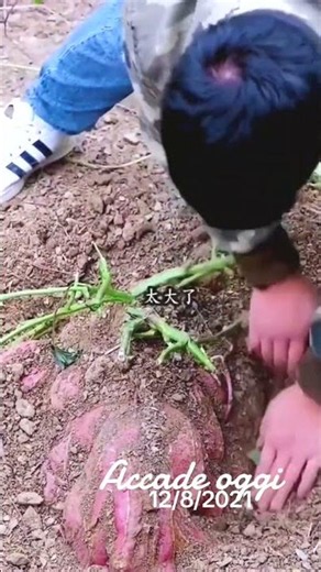 #agricultural #agriculture #farming #agro #farmlife #agricoltura #technology #farm #food #diy