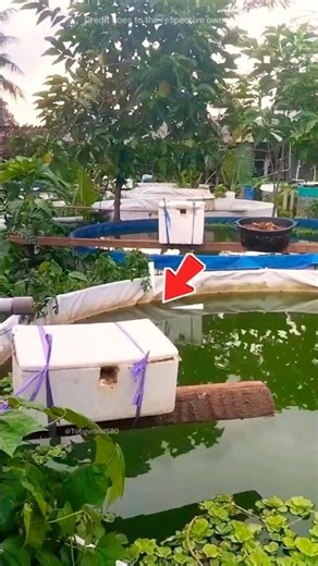 Low-Cost Fish Farming Trick ll TOT FACTS
