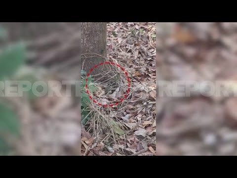 ആലപ്പുഴയിൽ വീണ്ടും പാമ്പുകടിയേറ്റ് മരണം, മൂര്‍ഖന്‍ പാമ്പ് കടിച്ച ഇന്ദിരയ്ക്ക് ദാരുണാന്ത്യം