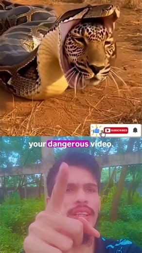 Unbelievable! 😱 Huge Snake Swallows Giant Leopard! 🐍 🐆 #shorts