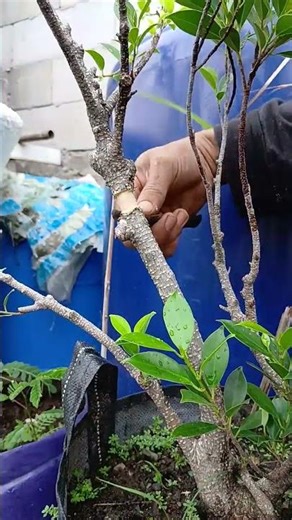 Cangkok Angin Ficus Microcarpa