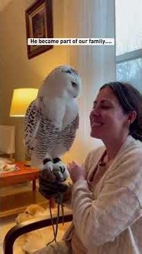 A tiny snowy owl was screaming under a red fox’s teeth #animal #animallover