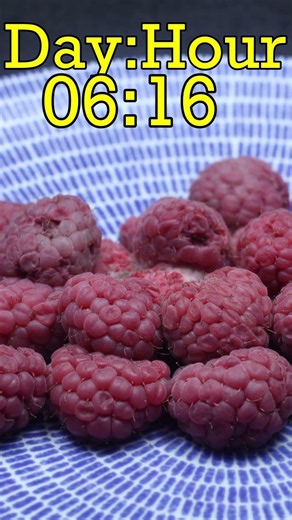Raspberry Decay Time Lapse – 17 Days