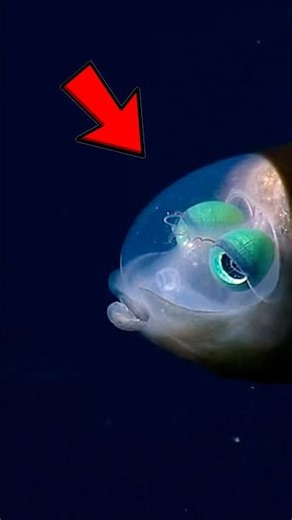 This Fish Isn’t Real 😱🐟