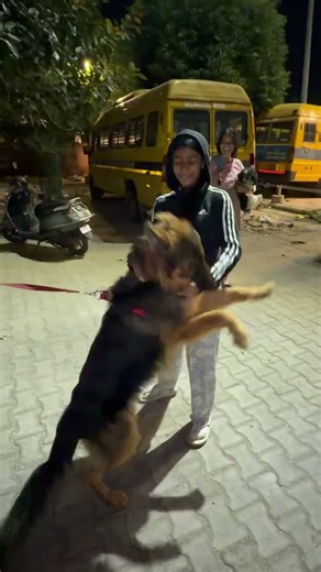 Alice Came Home and Kratos Couldn't Control His Happiness!🧿#dogshorts #pets #doglife