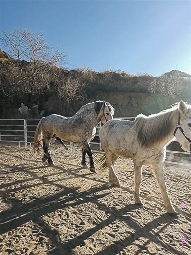 Stallion Beautiful 🤩 #horse #fouryou #animals #solenero #fyp