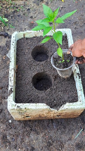 How to grow chili at home #gardening