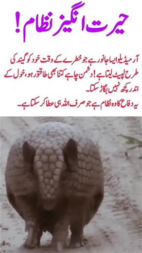 Armadillo: Nature’s Perfect Living Armol:#PowerOfAllah#Armadillo#DivineDesign#NatureMiracles#nature