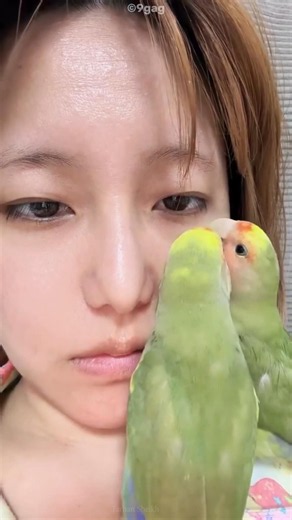 These Parrots Tried To Help Her 🥹🦜 #shorts