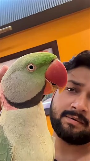 Talking Parrot Says Cute Phrases — Funny Speaking Parrot Shorts