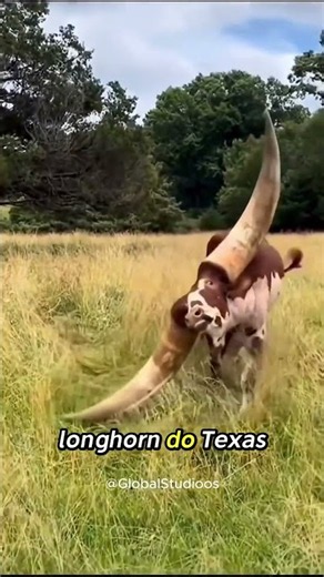 Why Texas Longhorn horns are so valuable